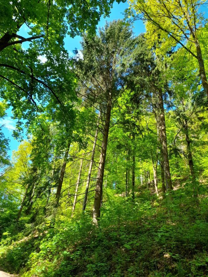Ferienwohnung Am Enzufer Mit Wintergarten Bad Wildbad Im Schwarzwald 외부 사진